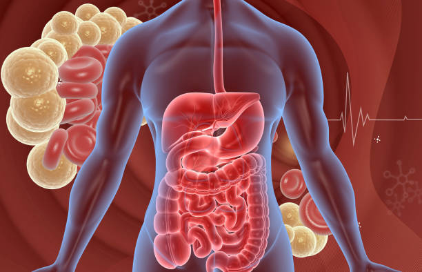 Human digestive system anatomy. 3d illustration