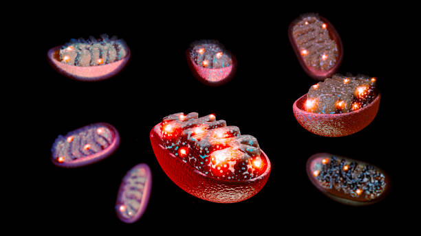 Illustration scientifique de mitochondries, les centrales énergétiques de la cellule où intervient la coenzyme Q10