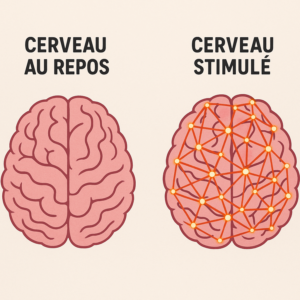 cerveau stimulé vs cerveau au repos