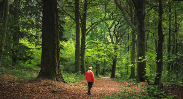 personne marchant en foret sans écran